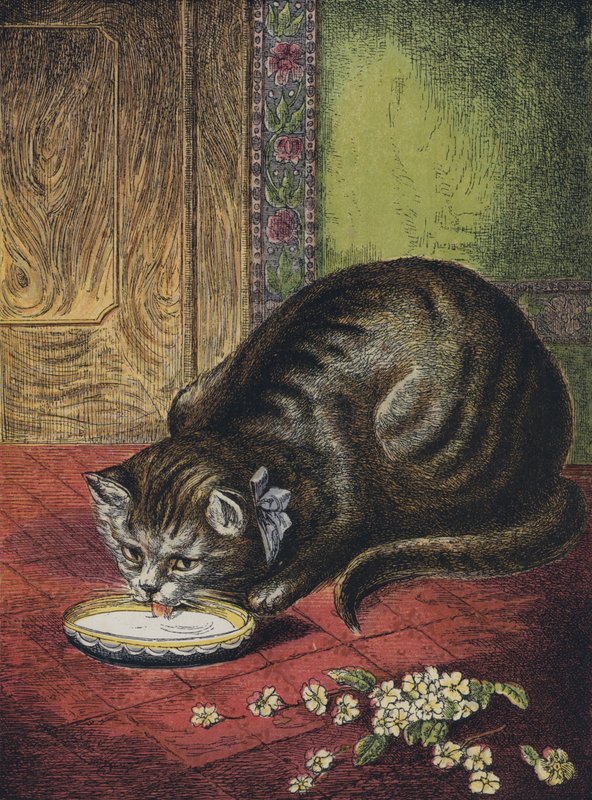 Katze trinkt Milch von English School