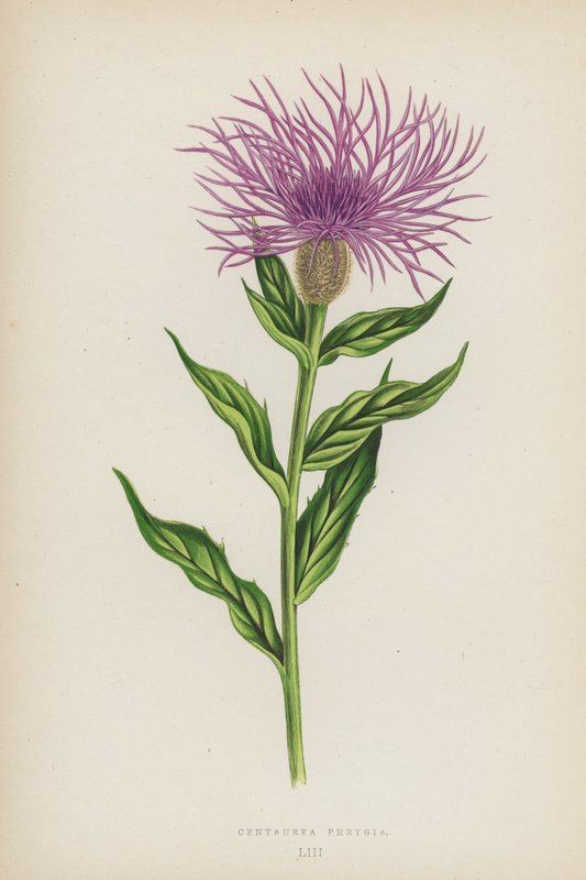 Centaurea Phrygia von English School