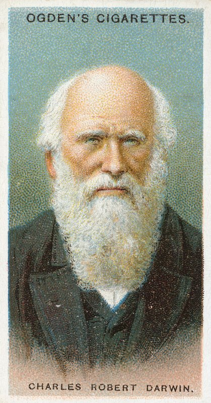 Charles Robert Darwin von English School