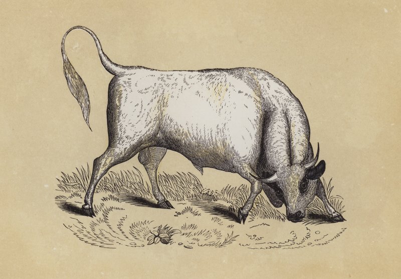 Chillingham-Wildbulle von English School