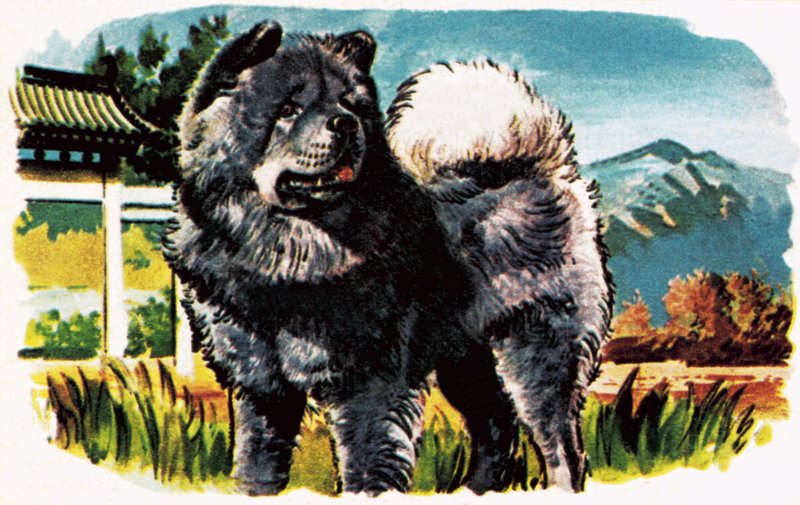 Chow-Chow von English School