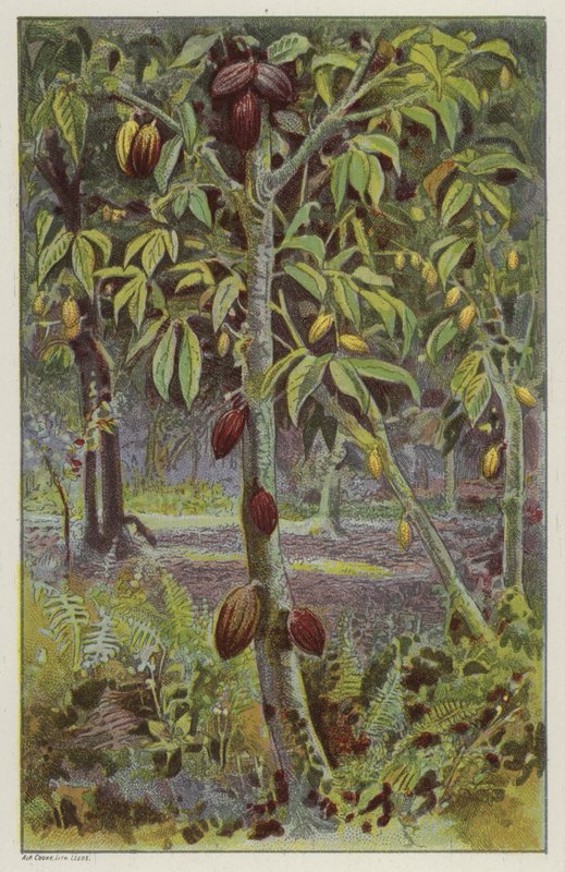 Kakaoplantage, Trinidad (Chromolithografie) von English School