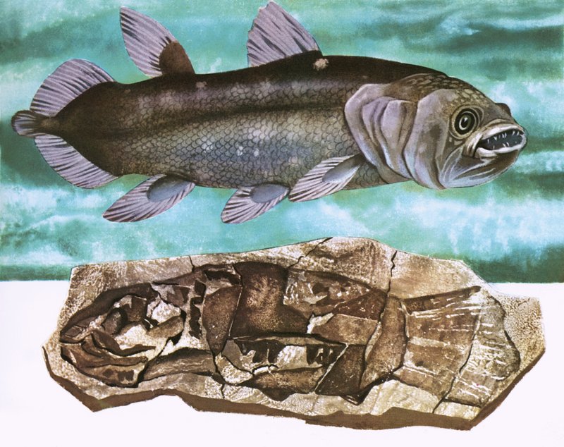 Coelacanth und sein Fossil von English School
