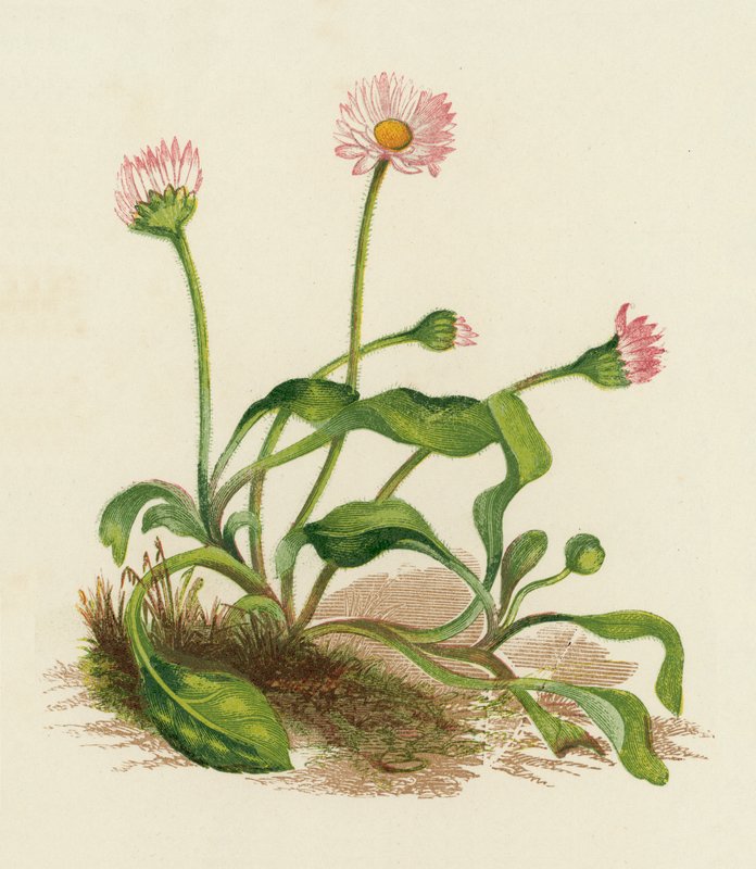 Gänseblümchen, Bellis Perennis von English School