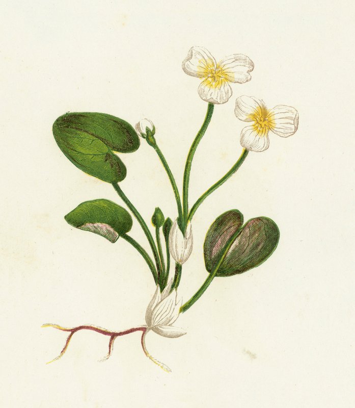 Gemeiner Froschbiss, Hydrocharis Morsus-Ranae von English School