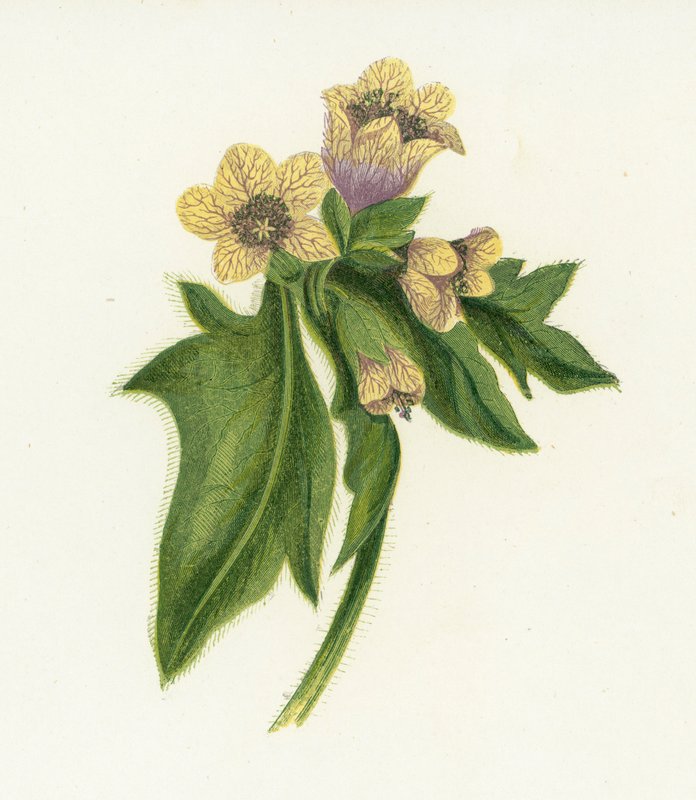 Schwarzes Bilsenkraut, Hyoscyamus Niger von English School