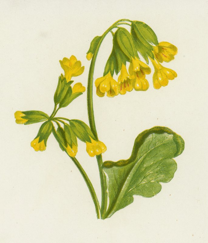 Schlüsselblume, Primula Veris von English School