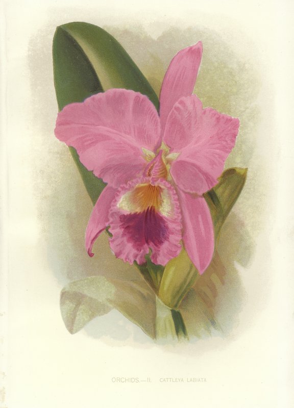 Purpurrote Cattleya von English School