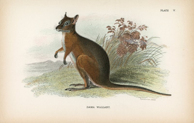 Dama-Wallaby von English School