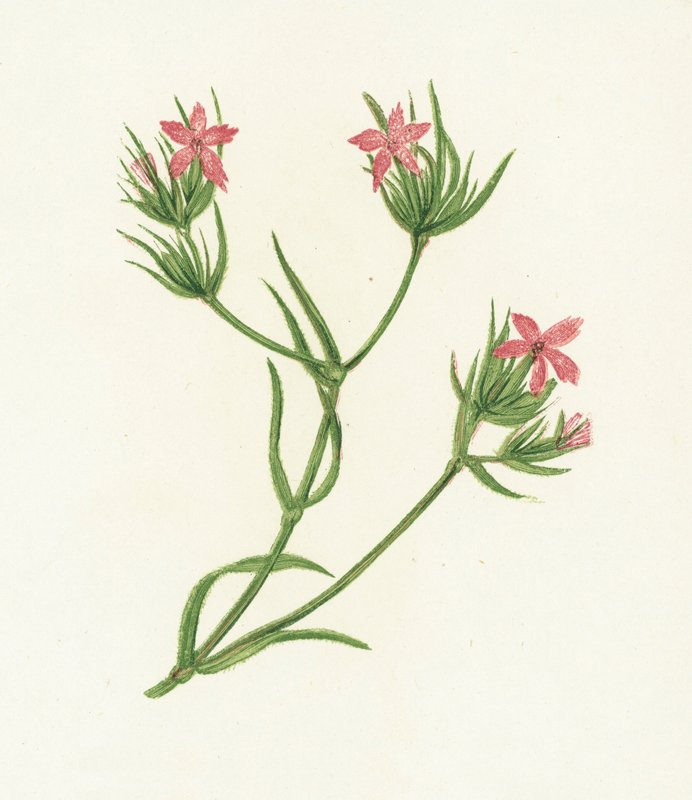 Heidenelke, Dianthus Armeria von English School