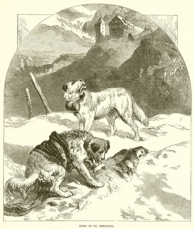 Hunde des Heiligen Bernhard von English School