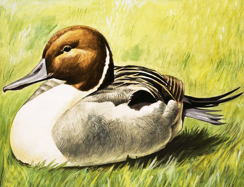 Ente von English School