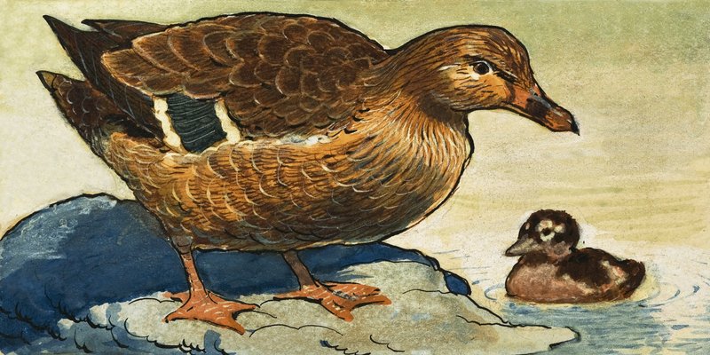 Ente und Entenküken von English School