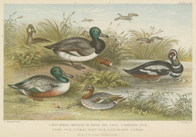 Enten (Farbgravur) von English School
