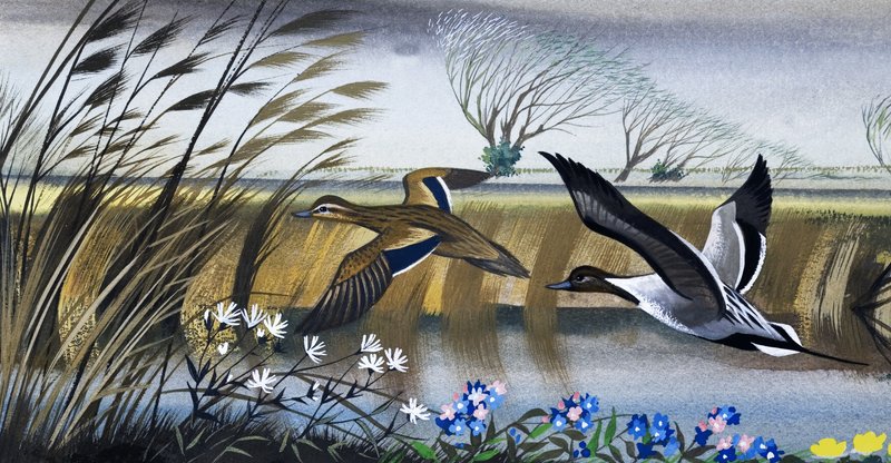 Enten im Flug von English School