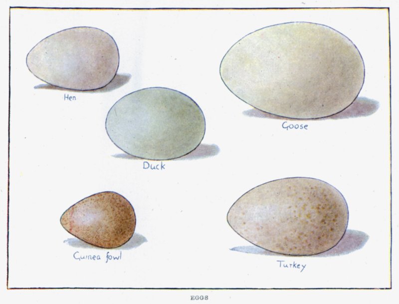 Eier von English School