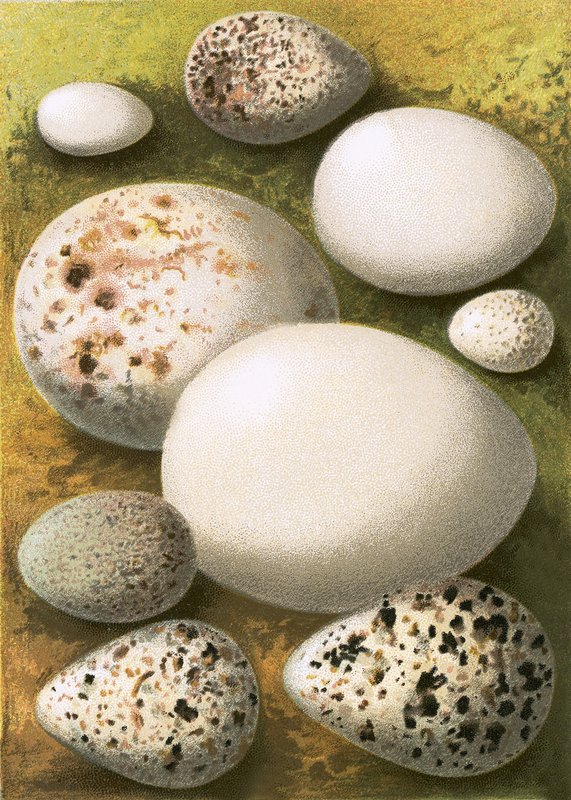 Eier von English School