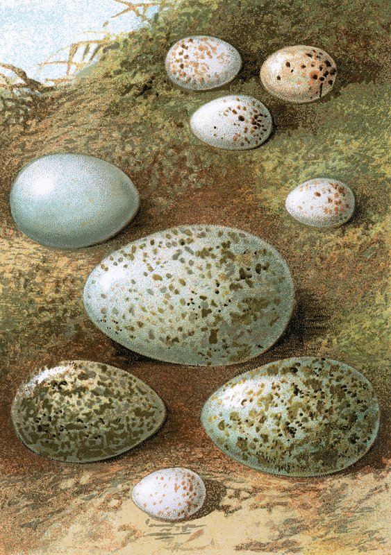 Eier von English School