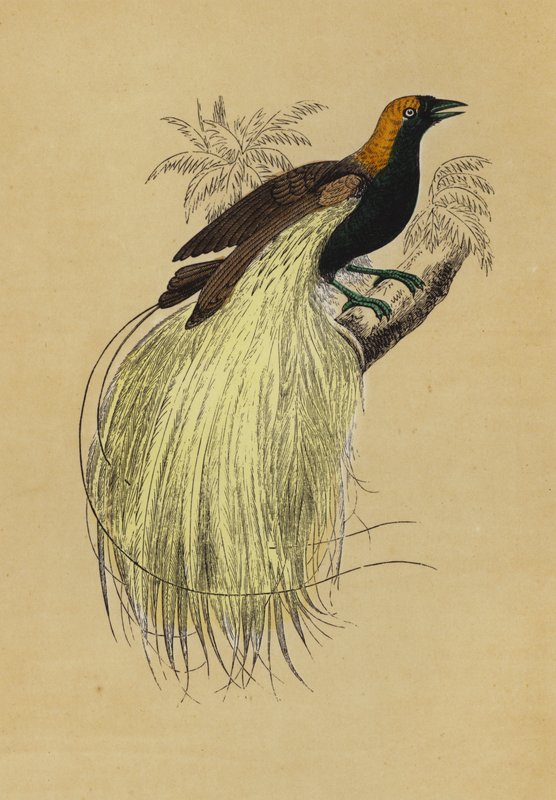 Smaragdvogel des Paradieses von English School