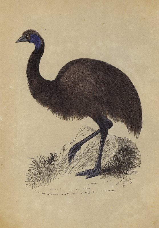 Emu von English School