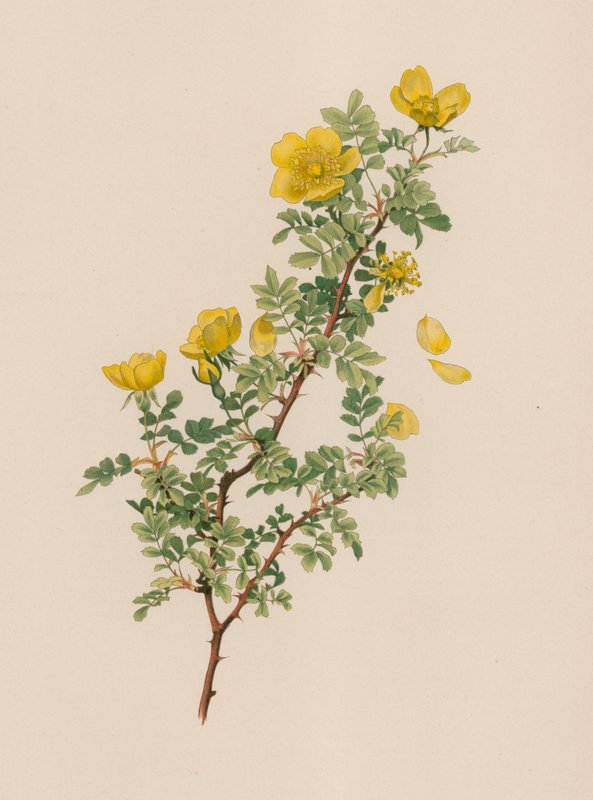 Englische Rose von English School