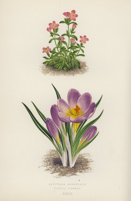 Erythraea Aggregata; Crocus Sieberi von English School
