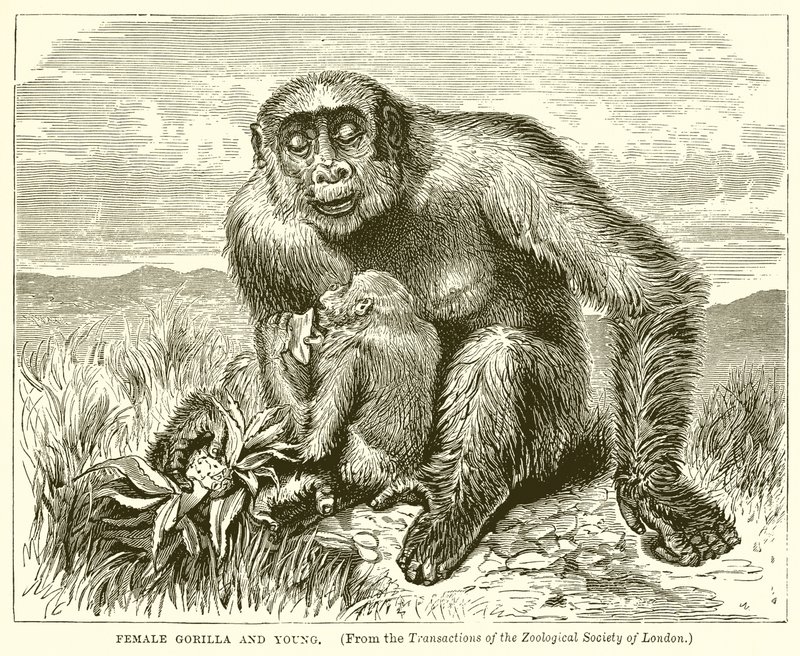 Weiblicher Gorilla und Junges von English School