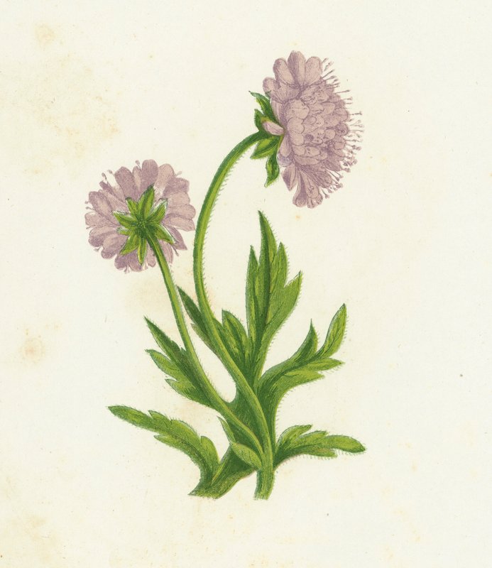 Feld-Witwenblume, Knautia Arvensis von English School