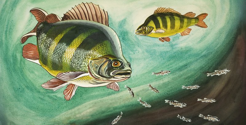 Fisch von English School