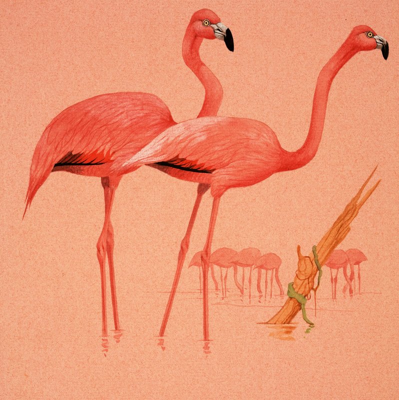 Flamingos von English School