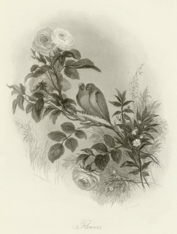 Blumen von English School
