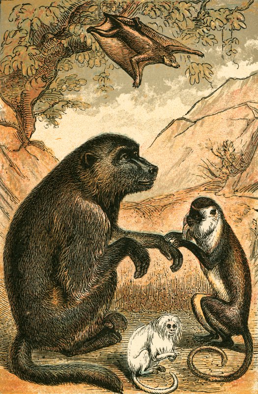 Fliegender Lemur, Pavian, Dianameerkatze und Marmoset von English School