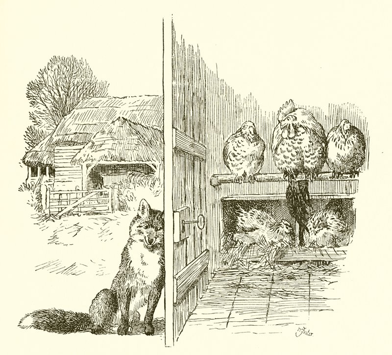 Fuchs vor dem Hühnerstall von English School