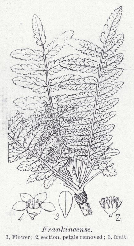 Weihrauch (Lithografie) von English School