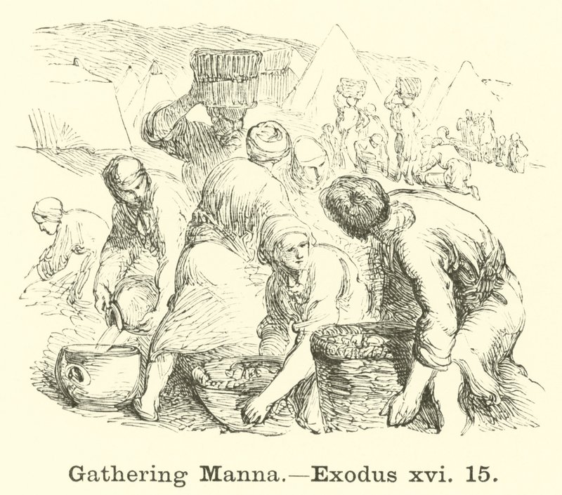 Sammeln von Manna, Exodus, xvi, 15 von English School