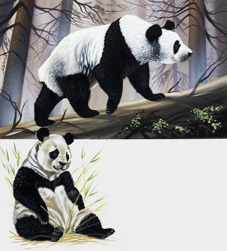 Großer Panda von English School