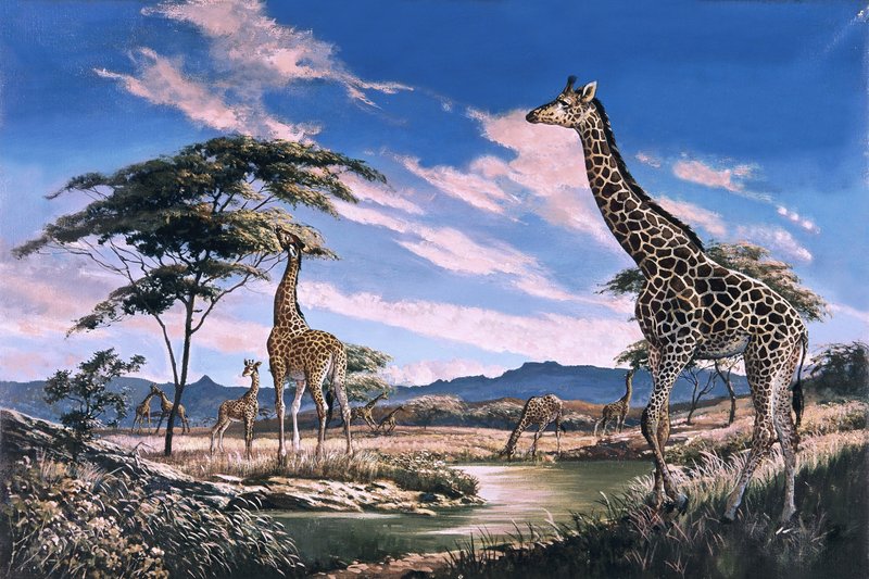 Giraffen in Afrika von English School
