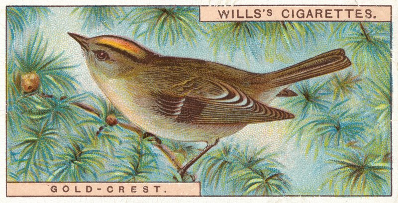 Goldhähnchen von English School