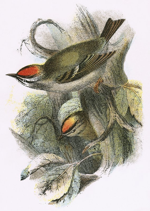Wintergoldhähnchen (unten) und Sommergoldhähnchen (oben) von English School