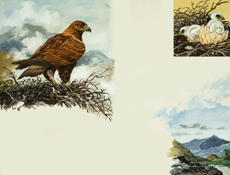 Steinadler von English School