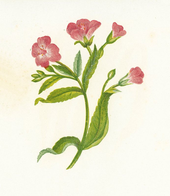 Zottiges Weidenröschen, Epilobium Hirsutum von English School