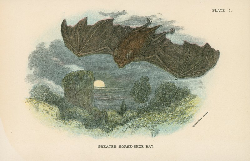 Großes Hufeisenfledermaus von English School