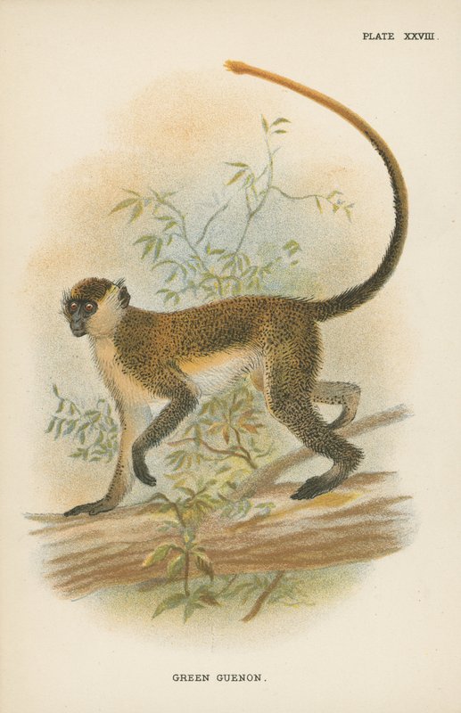 Grüne Meerkatze von English School