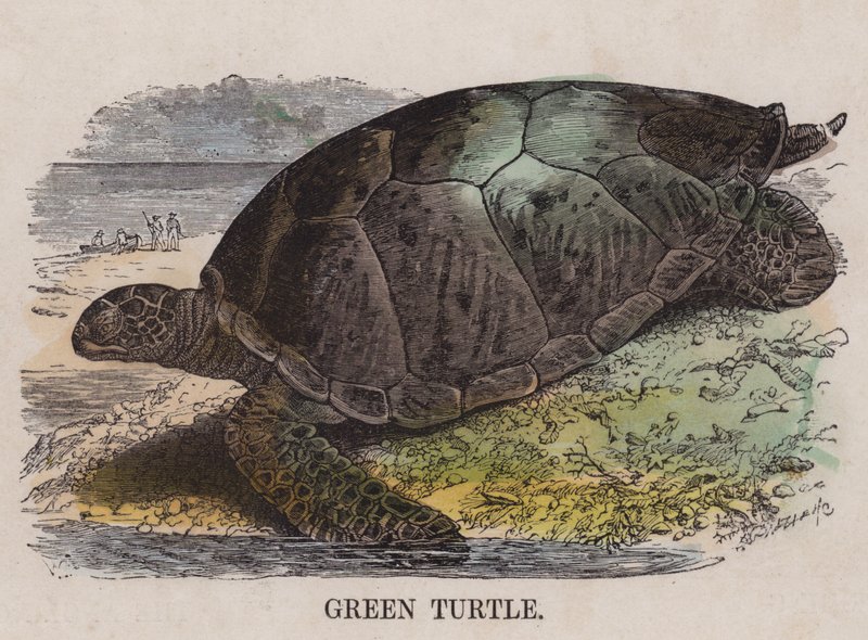 Grüne Schildkröte von English School