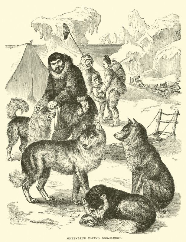 Grönländischer Eskimo-Hundeschlitten von English School