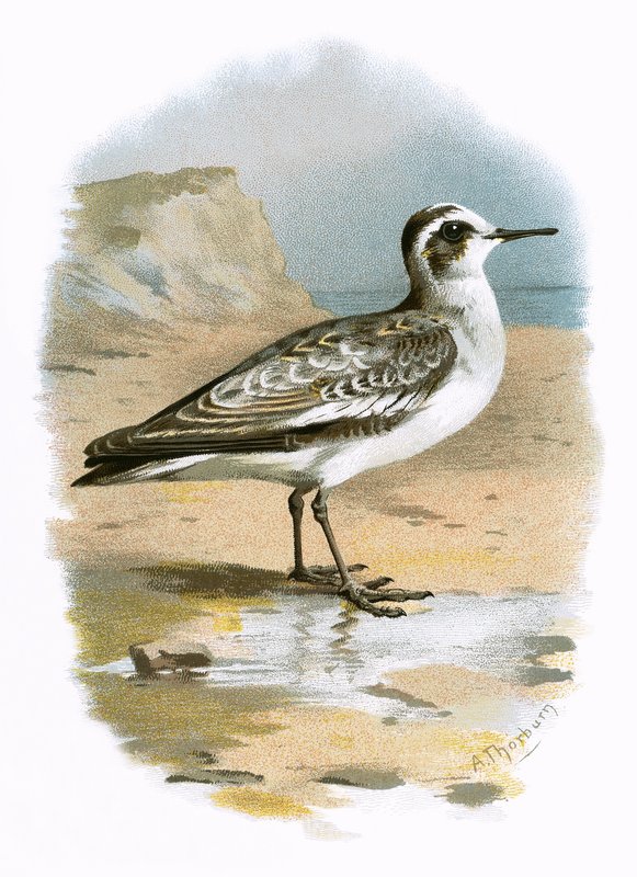 Grauer Phalarope von English School