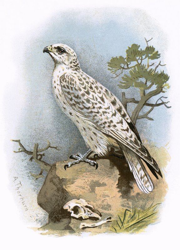 Gerfalke von English School