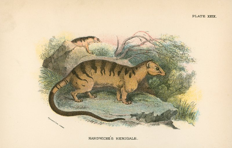 Hardwickes Hemigale von English School