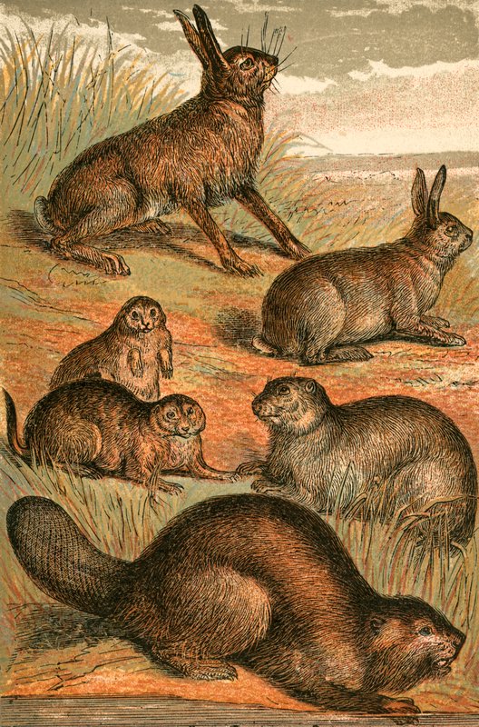 Hase, Präriehunde, Kaninchen, Murmeltier und Biber von English School