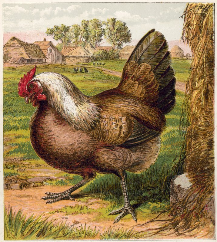 Huhn von English School